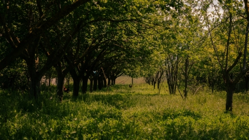 Cài đặt hình nền phong cảnh mùa hè cho máy tính