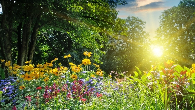 Thế giới mộng mơ trong ảnh anime phong cảnh mùa hè