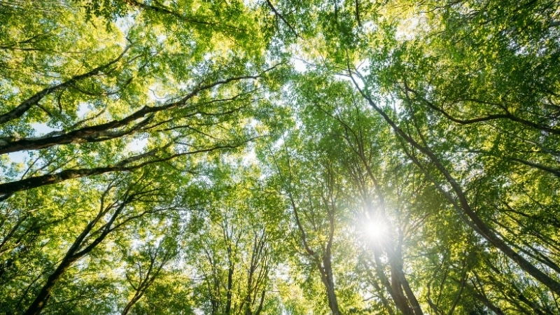 Một tranh vẽ cảnh mùa hè đẹp và đầy màu sắc