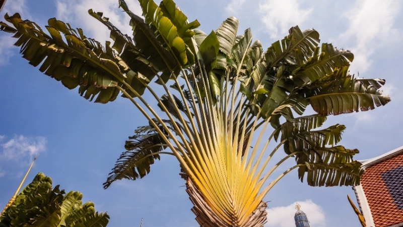 Bộ sưu tập hình ảnh cây chuối rẻ quạt đẹp