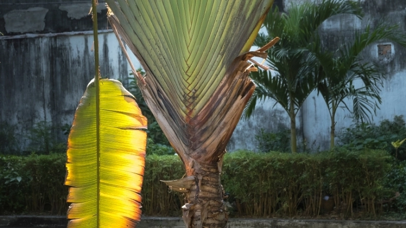 Giải đáp thắc mắc có nên trồng cây chuối rẻ quạt trước nhà