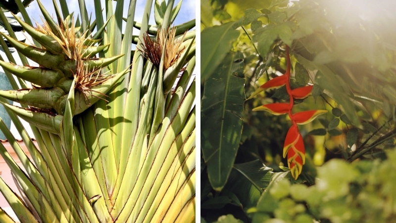 Gợi ý địa chỉ mua cây chuối rẻ quạt ở đâu uy tín