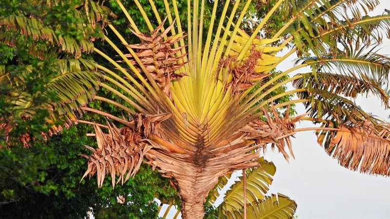 Mẹo về cách chăm sóc cây chuối rẻ quạt luôn xanh tốt