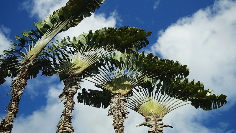 Khoảnh khắc hiếm thấy khi cây chuối rẻ quạt ra hoa