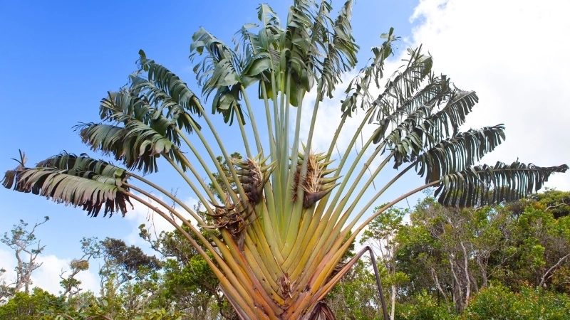 Hình ảnh cây chuối rẻ quạt với tán lá xòe rộng đặc trưng