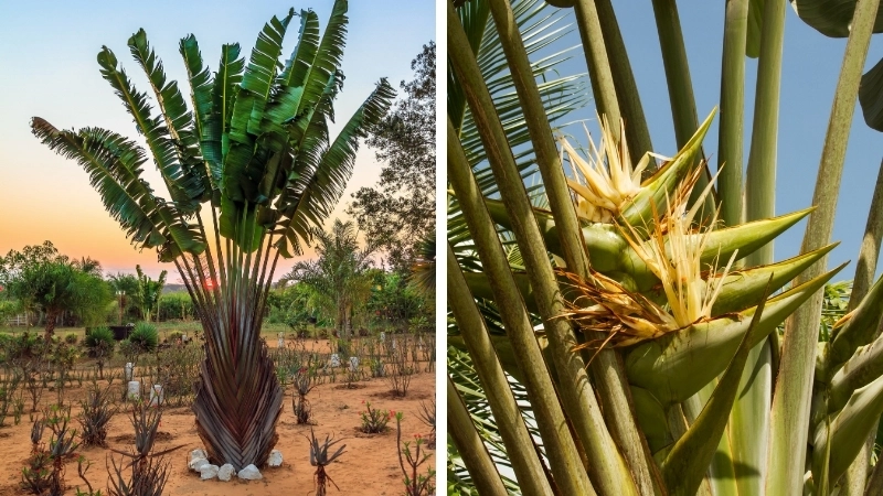 Vẻ đẹp của cây chuối rẻ quạt trong phong thủy sân vườn