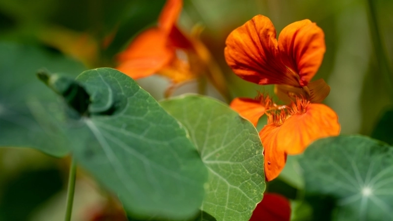 Bí quyết về cách chăm sóc sen cạn ra hoa quanh năm