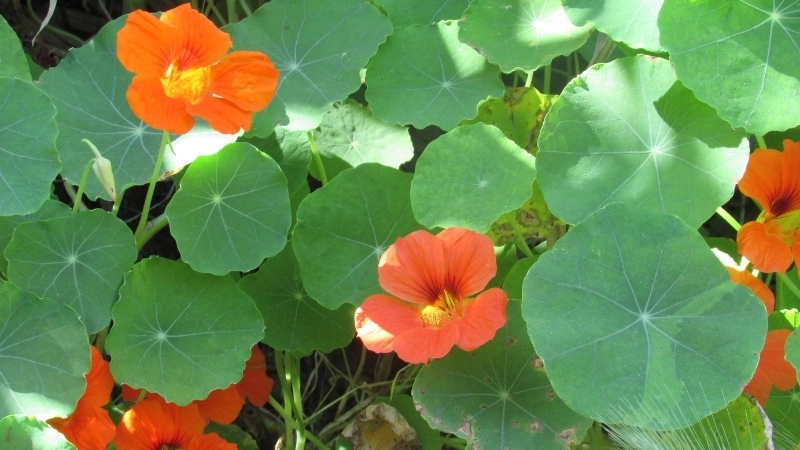 Cây sen cạn chữa bệnh gì? Câu trả lời từ chuyên gia