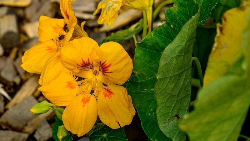 Đặc điểm cây sen cạn giúp bạn dễ dàng nhận biết