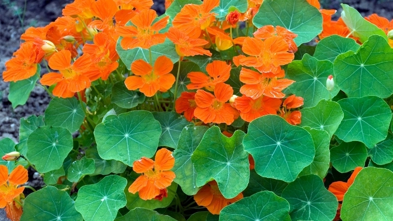 Thưởng thức một tách trà hoa sen cạn thanh nhiệt