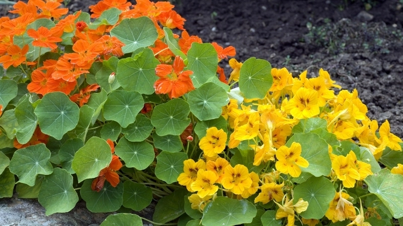 Cận cảnh vẻ đẹp rực rỡ qua hình ảnh hoa sen cạn màu cam