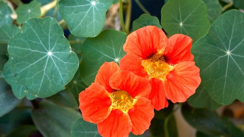 Tìm hiểu cây sen cạn hợp mệnh gì trong phong thủy