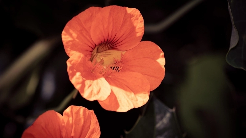 Ban công rực rỡ với giống sen cạn rủ độc đáo