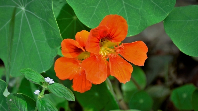 Vẻ đẹp hùng vĩ của tranh phong cảnh quê hương đất nước