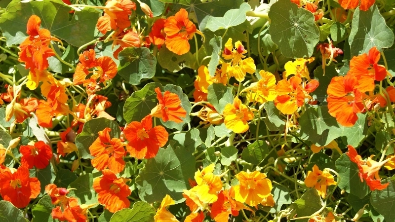 Tìm hiểu công dụng của cây sen cạn trong y học cổ truyền