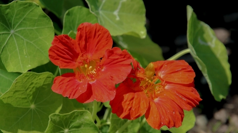 Câu trả lời cho hoa sen cạn có ăn được không là hoàn toàn có thể