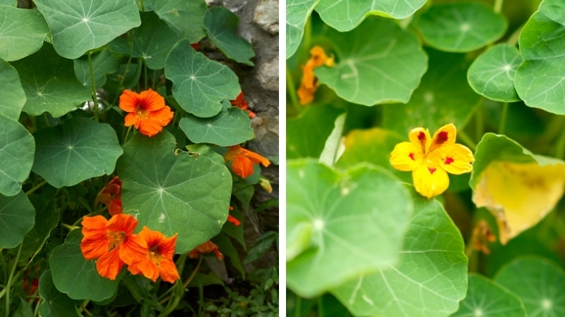 Hướng dẫn cách trồng cây sen cạn trong chậu tại nhà