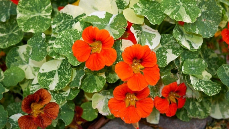 Tuyển tập hình ảnh hoa sen cạn đẹp nhất