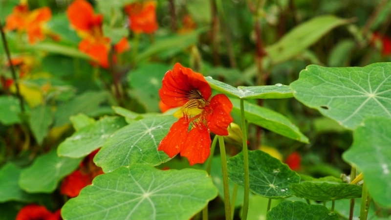 Công thức món lá sen cạn xào tỏi độc đáo và bổ dưỡng