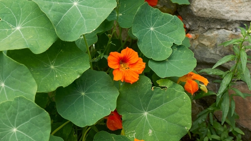 Cách trồng sen cạn bằng cành đơn giản và hiệu quả