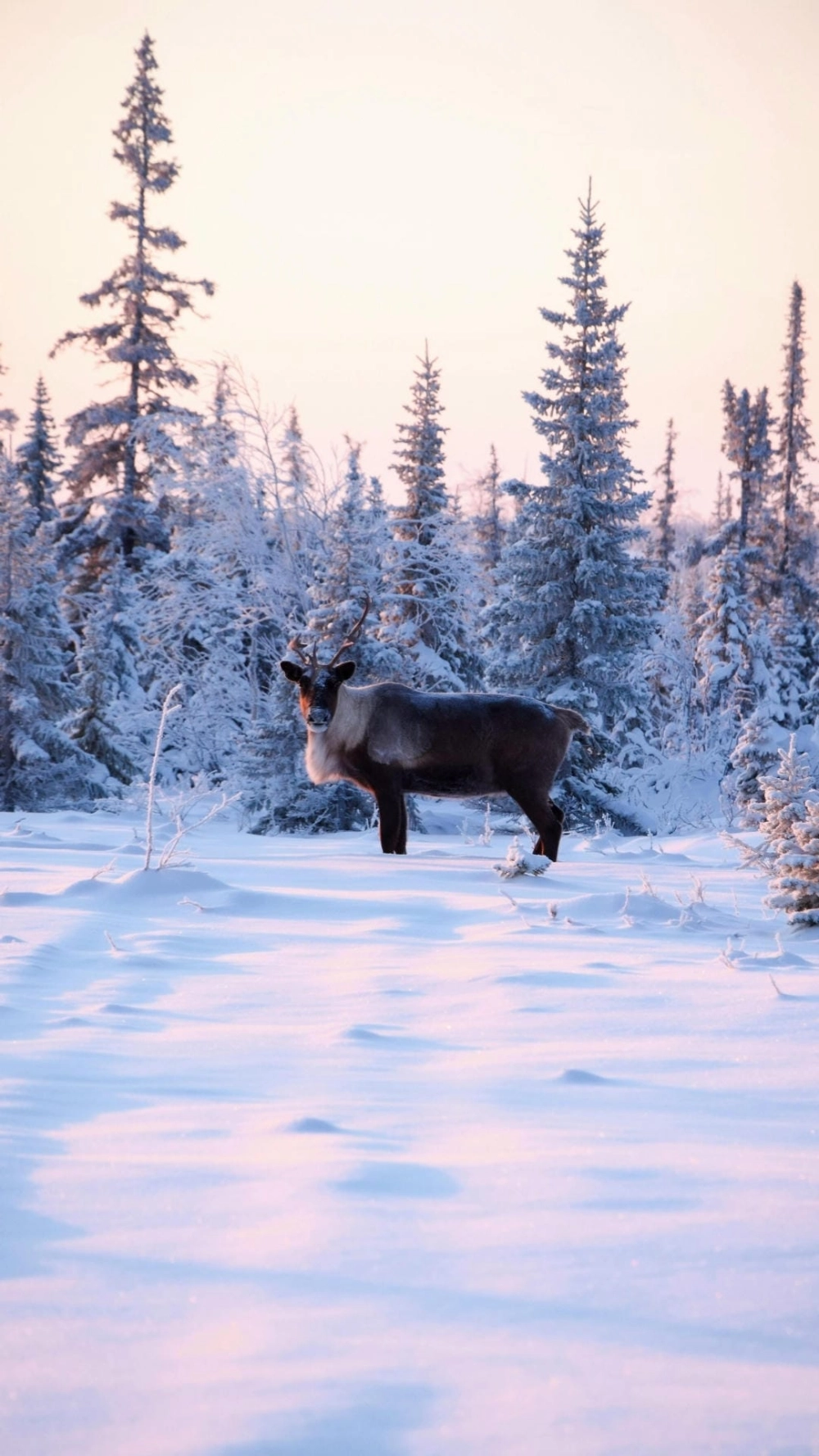 Các bước cách chụp ảnh phong cảnh đẹp bằng điện thoại