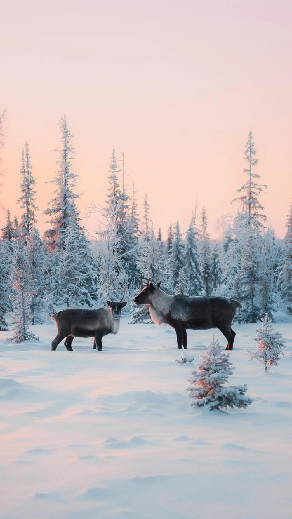 Bức ảnh chụp ảnh phong cảnh đẹp bằng iphone