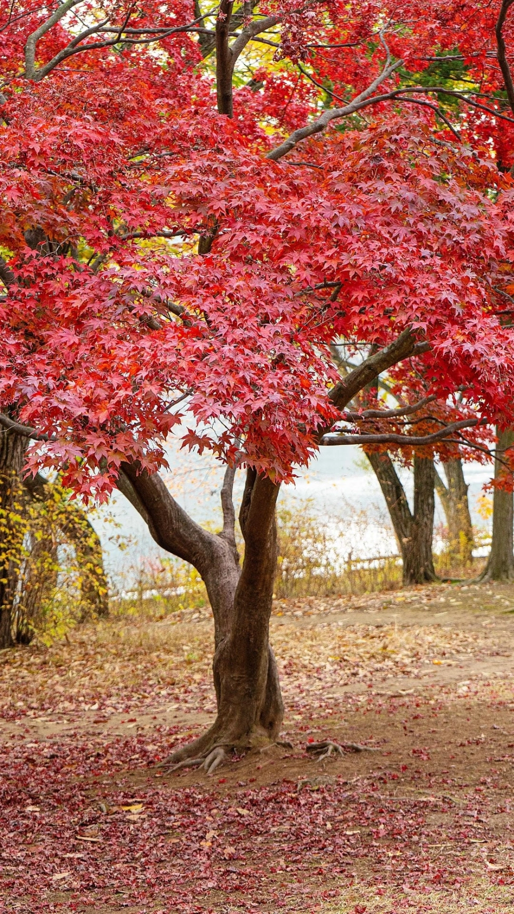 Một ví dụ chụp ảnh phong cảnh đẹp bằng điện thoại