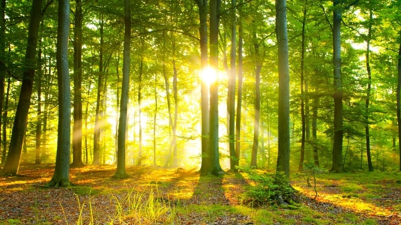 Một ảnh nền bình minh yên bình