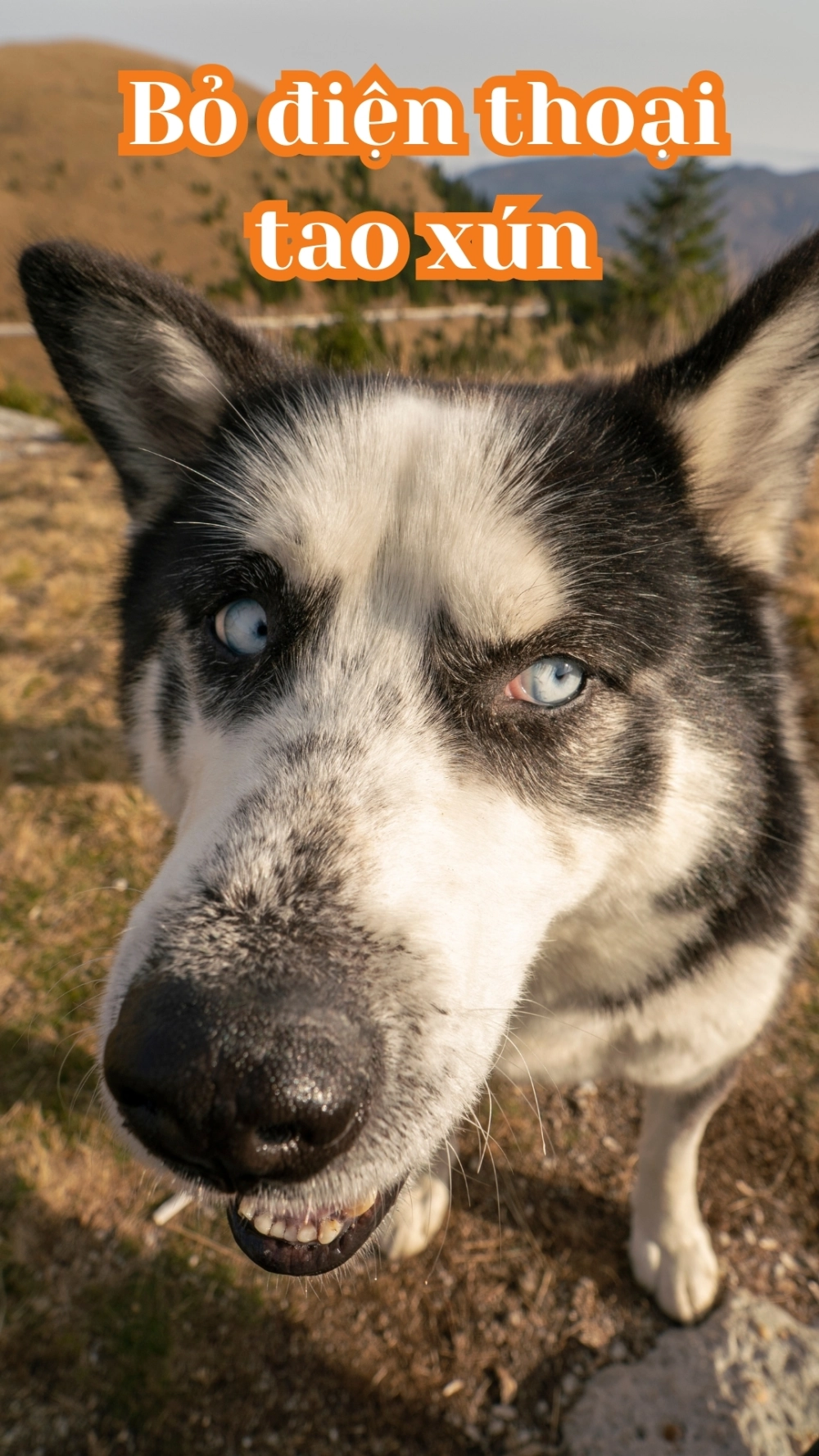 Hình nền bỏ điện thoại tao xuống 4K