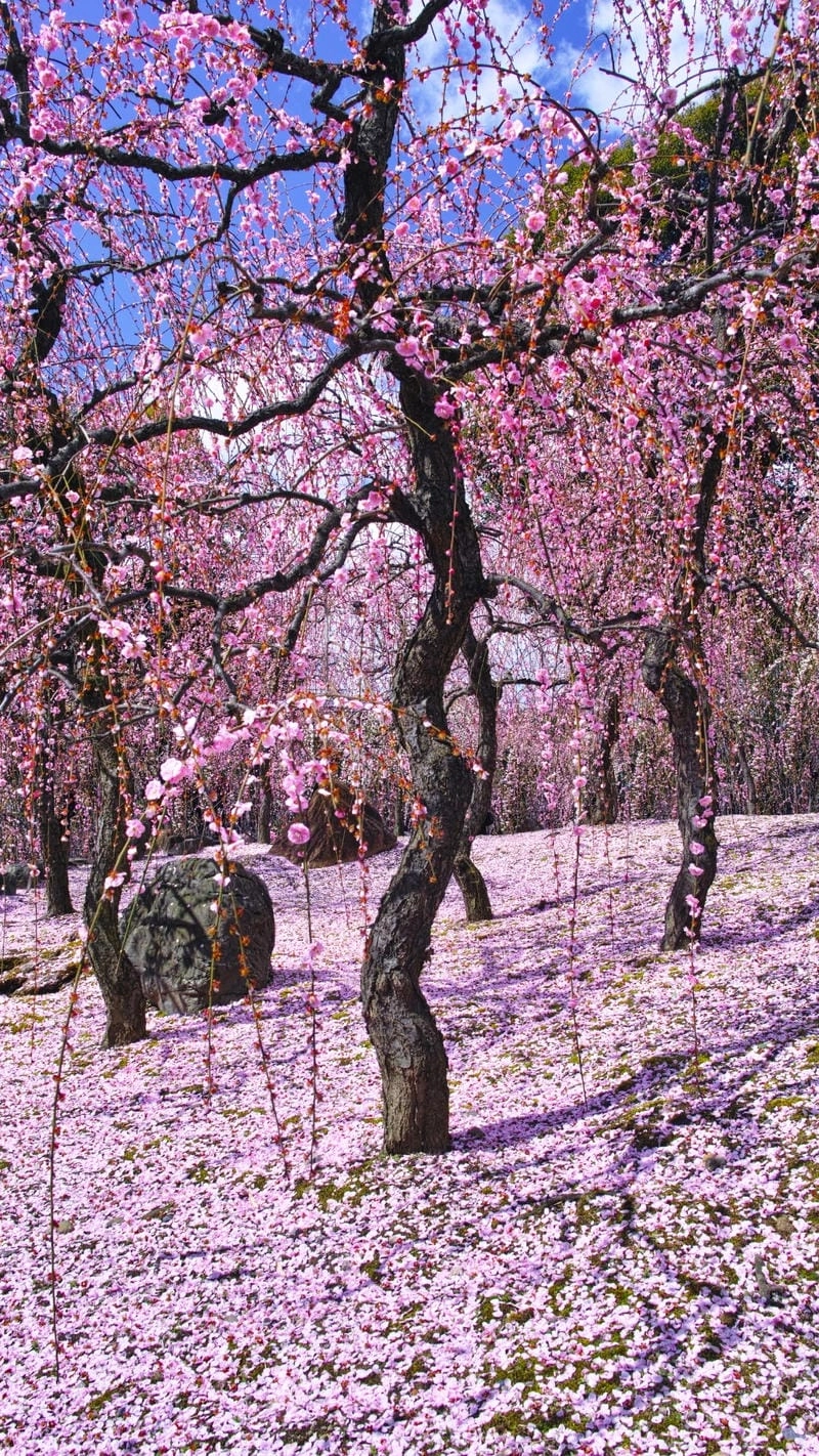 Góc nhìn tĩnh lặng với hình nền điện thoại phong cảnh buồn