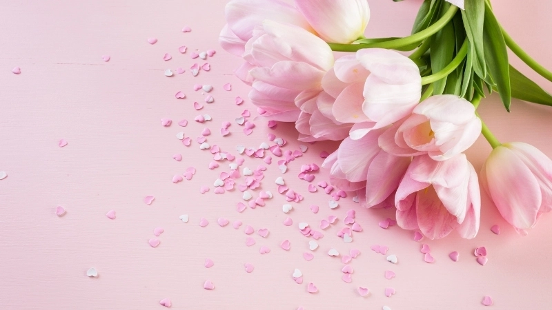 Mẫu hình nền điện thoại hoa tulip mới