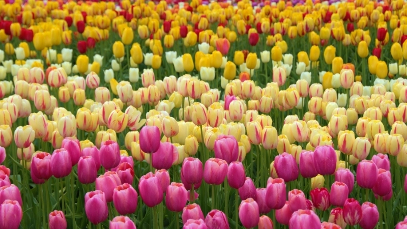 Một vườn hoa tulip đem lại cảm giác bình yên