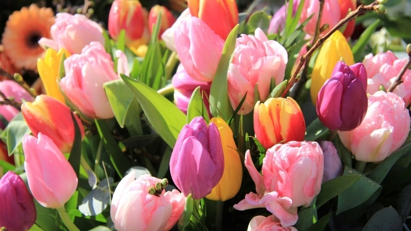 Hình nền hoa tulip vẽ tay nghệ thuật