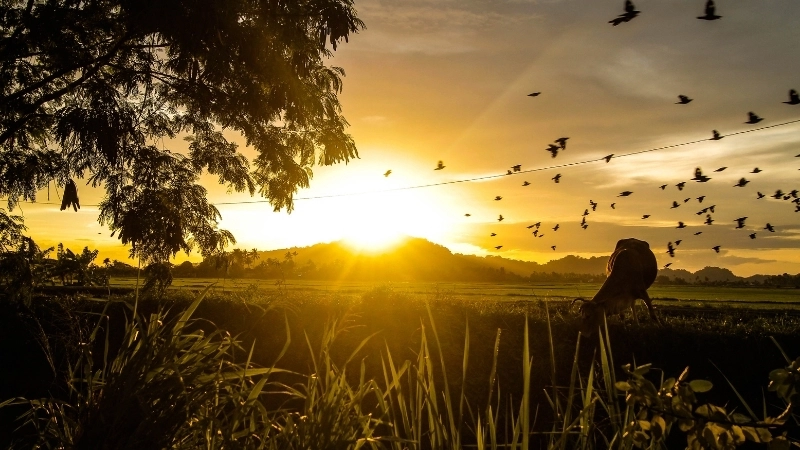 Cảm hứng từ hình nền máy tính thiên nhiên đẹp