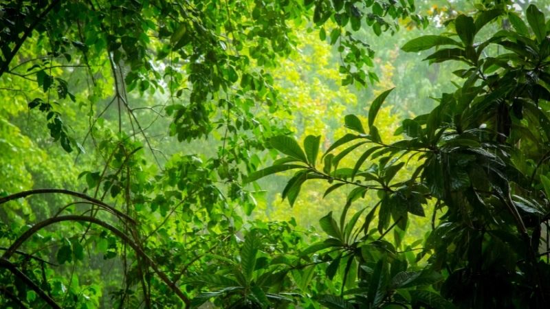 Cảm giác yên bình cùng hình nền chill mưa