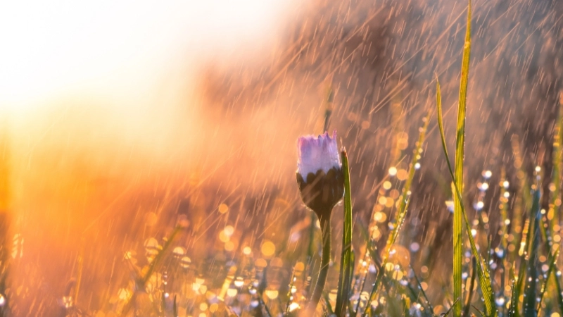 Khung cảnh lãng mạn với hình nền trời mưa đẹp