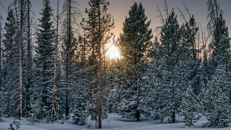 Vẻ đẹp đơn giản của một nền tuyết trắng