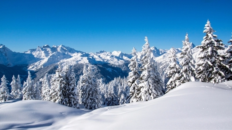 Vẻ đẹp tinh khôi của hình nền tuyết trắng