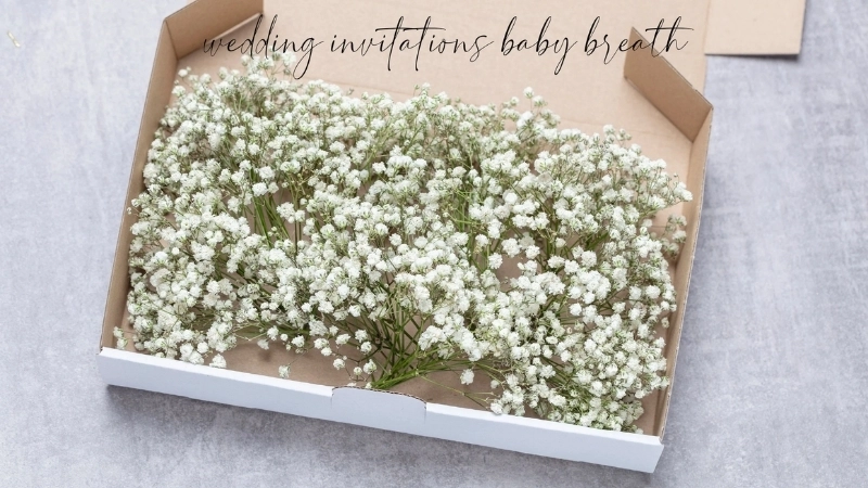 Tuyển tập hình ảnh Hoa Baby đẹp nhất