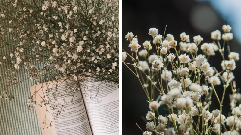 Sự lãng mạn của Hoa Baby tím