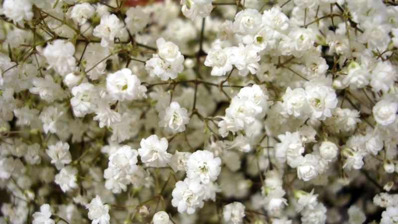 Mẹo về cách giữ Hoa Baby tươi lâu