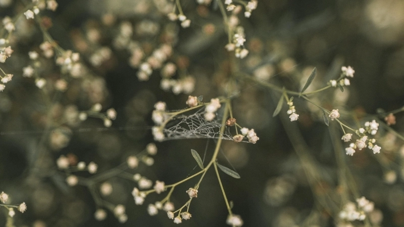 Mẫu bó hoa Baby tặng sinh nhật ý nghĩa