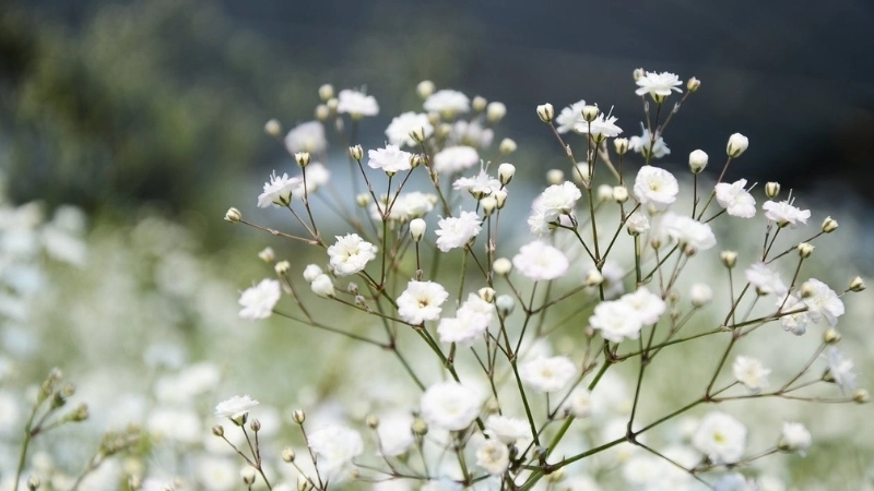 Hoa Baby kết hợp với hoa gì thì đẹp