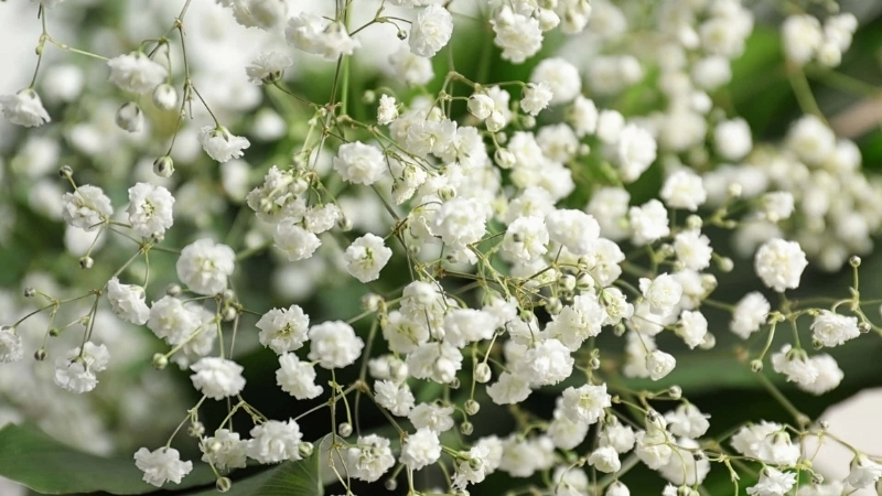 Tìm hiểu về ý nghĩa Hoa Baby