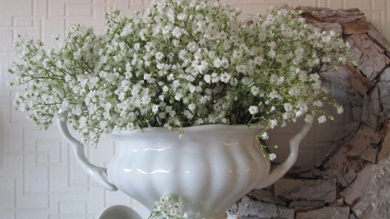 Hướng dẫn cách trồng Hoa Baby tại nhà