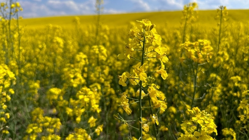 Tổng hợp hình ảnh hoa cải vàng đẹp và sắc nét nhất