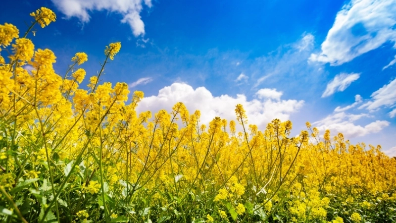 Hướng dẫn cách trồng hoa cải lấy hoa ngay tại vườn nhà