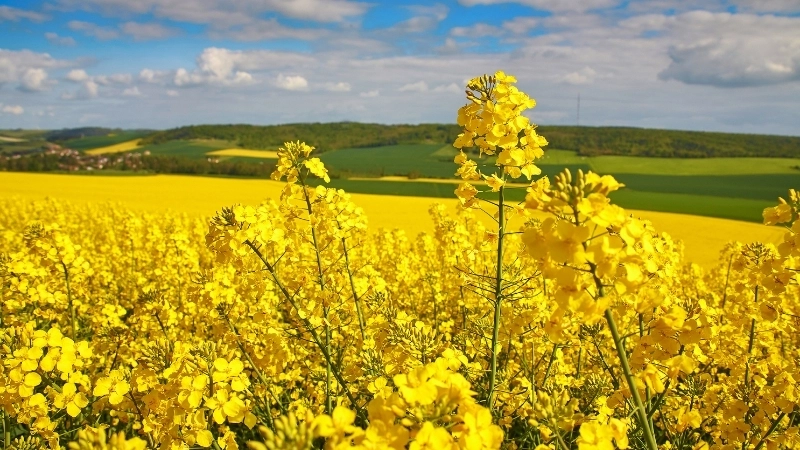 Nguồn cảm hứng bất tận trong những bài thơ về hoa cải vàng