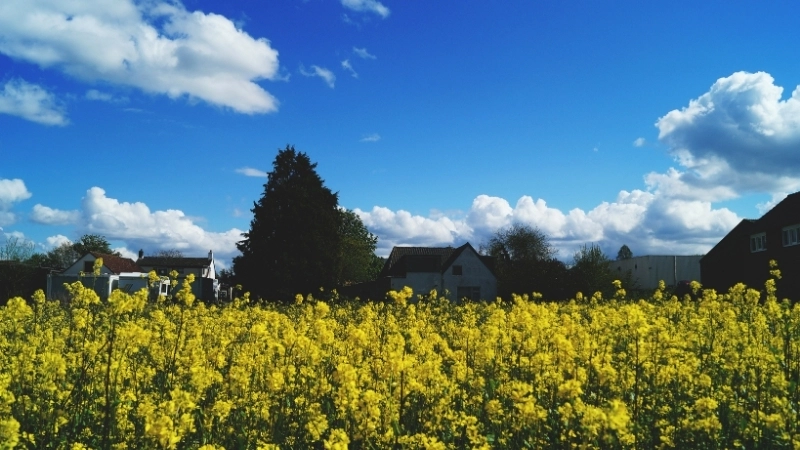 Giải đáp thắc mắc hoa cải vàng có ăn được không