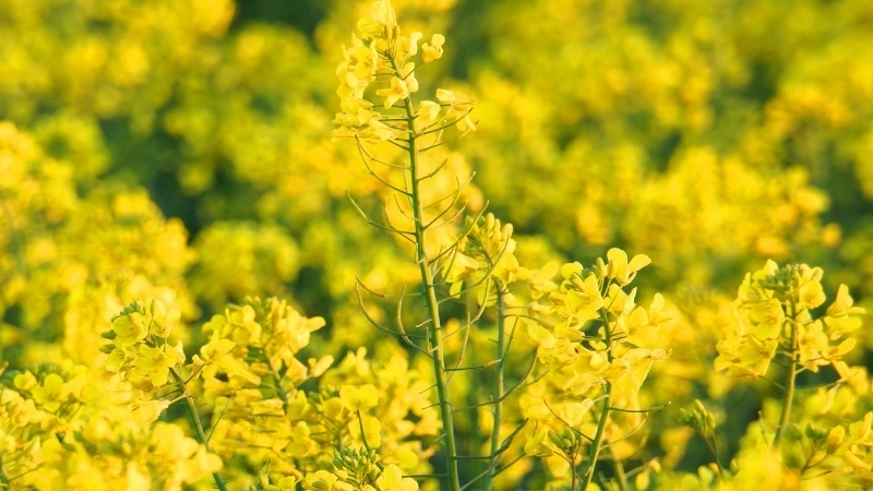 Top địa điểm chụp ảnh hoa cải gần Hà Nội cho dịp cuối tuần